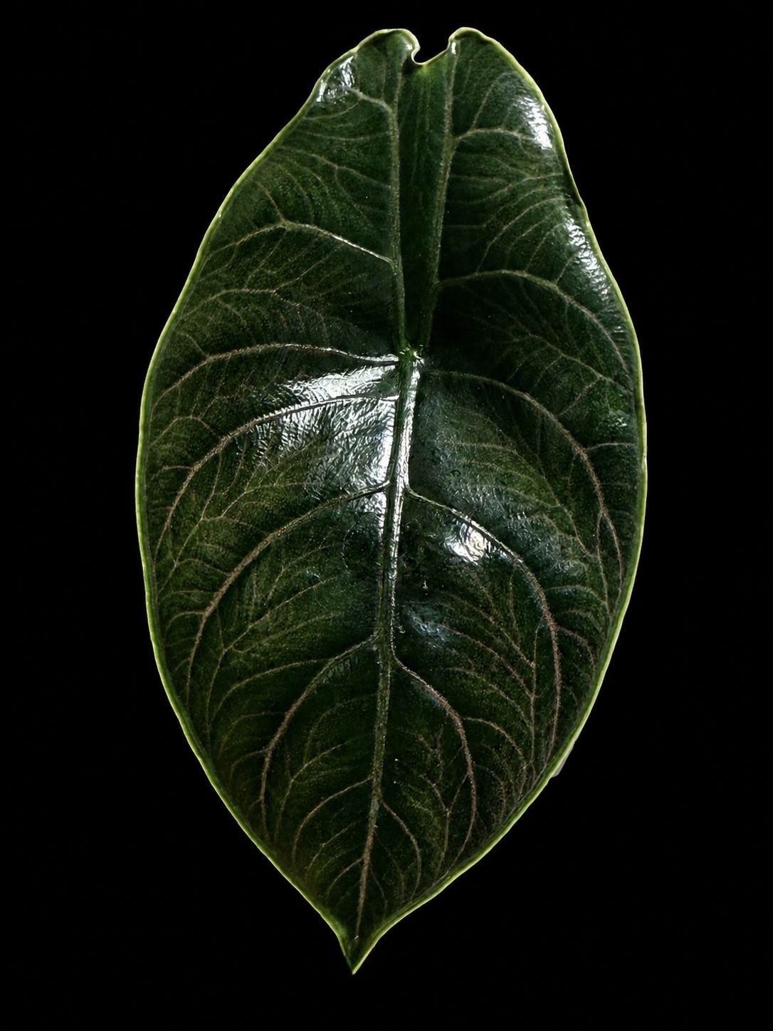 Whole leaf of Alocasia azlanii, adaxial surface, dark green with pale veins