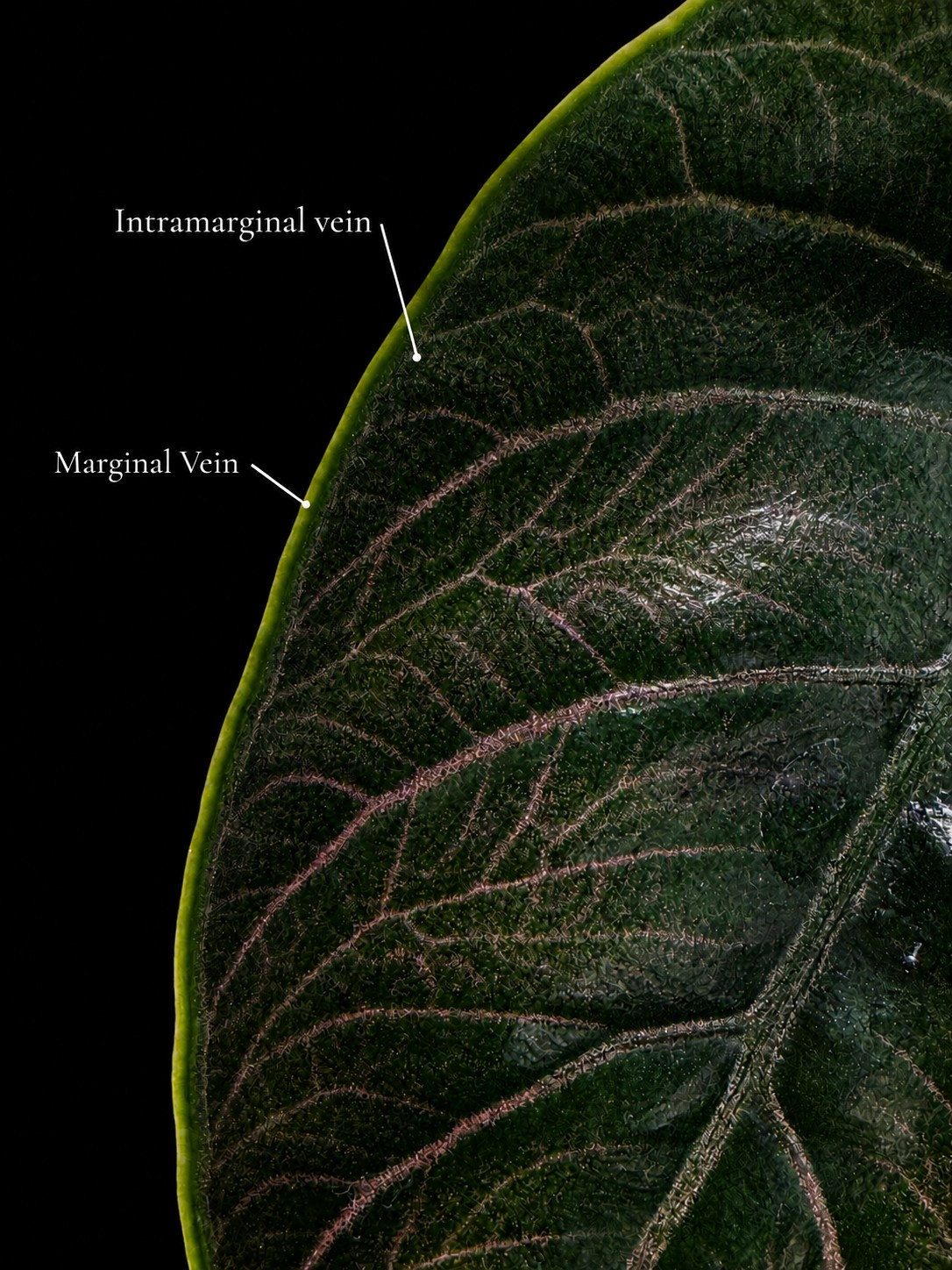 Margin detail of Alocasia azlanii with the marginal vein and the intramarginal vein labelled