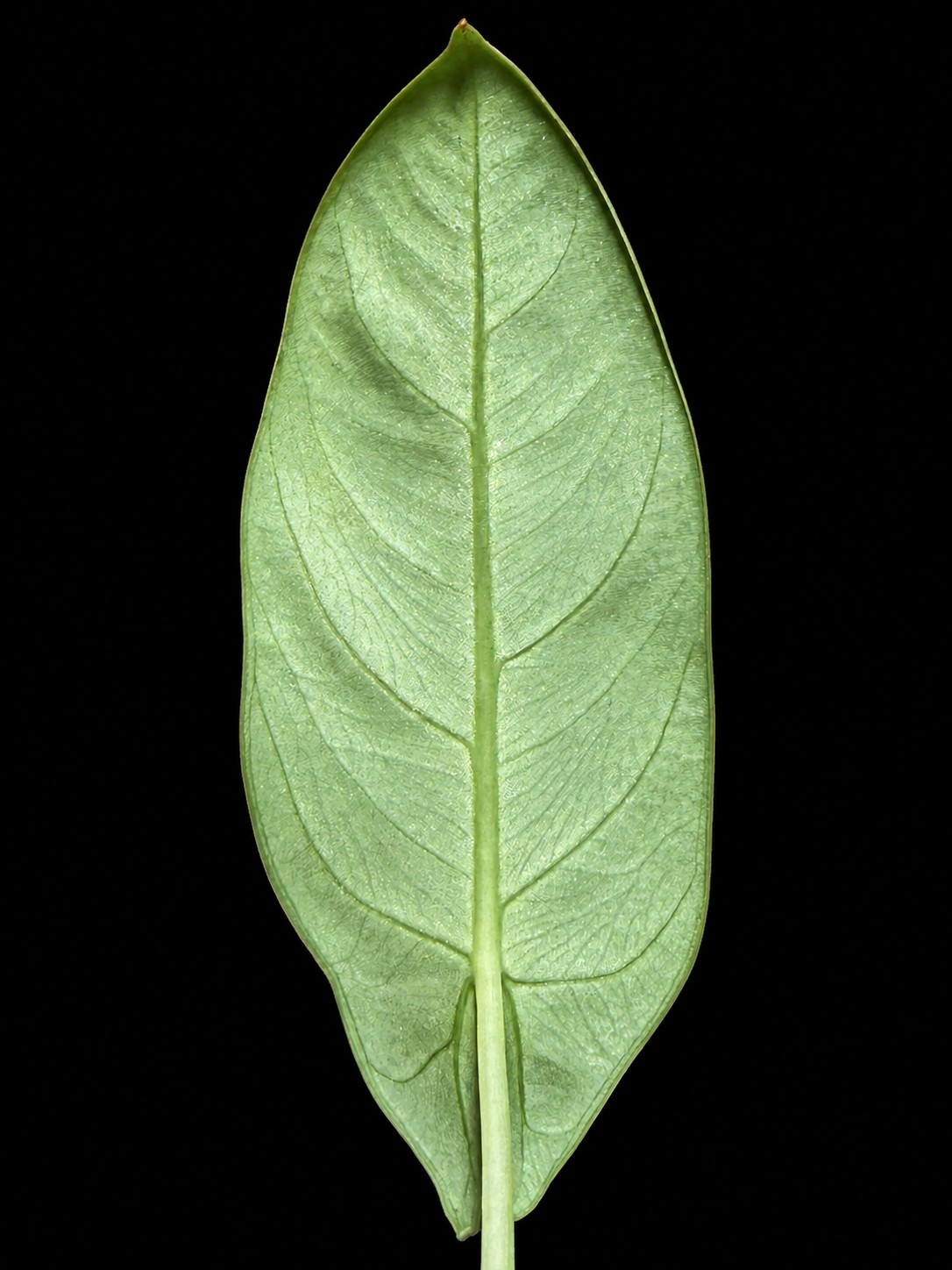 Whole leaf of Alocasia beccarii, abaxial surface, showing the raised costa and primary veins