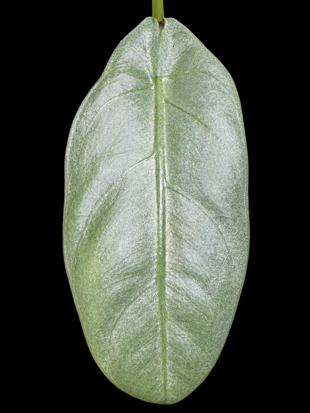Whole leaf of Alocasia beccarii, adaxial surface