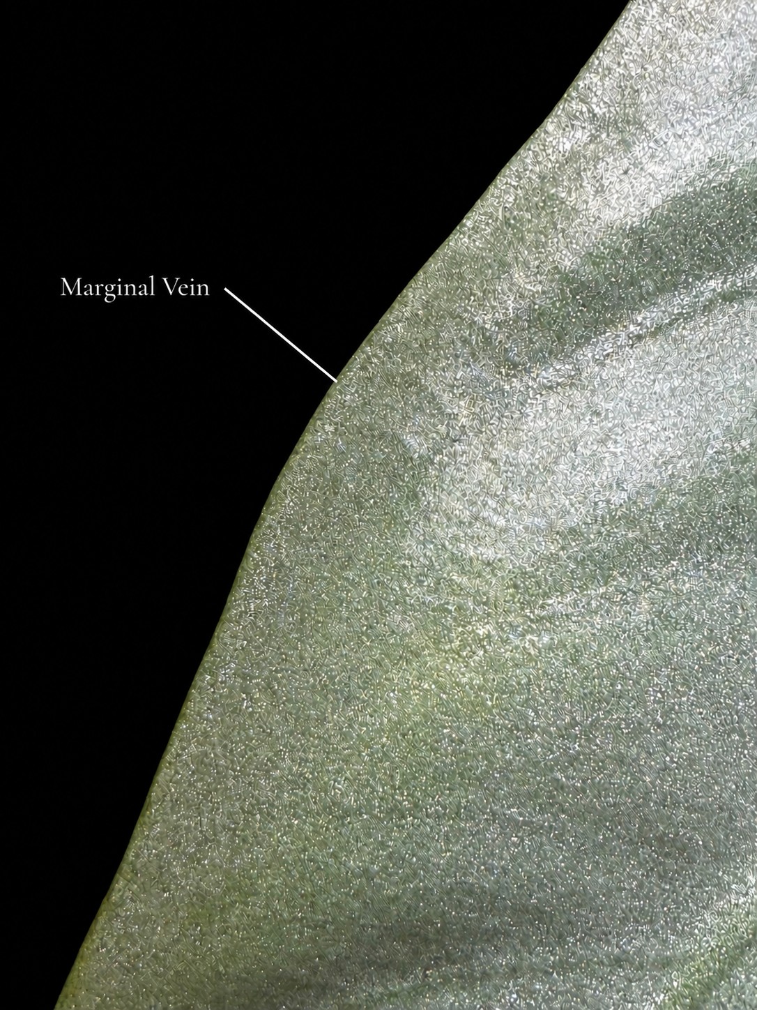 Margin detail of Alocasia beccarii with the marginal vein labelled