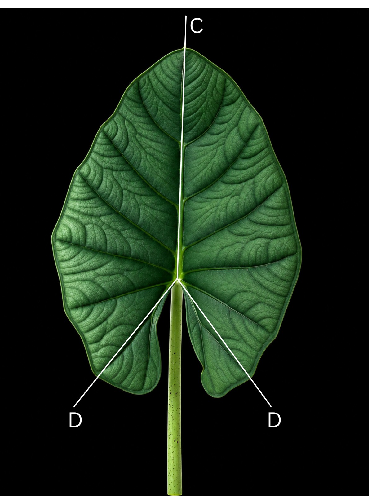 The same leaf with the anterior costa and the two posterior costae marked