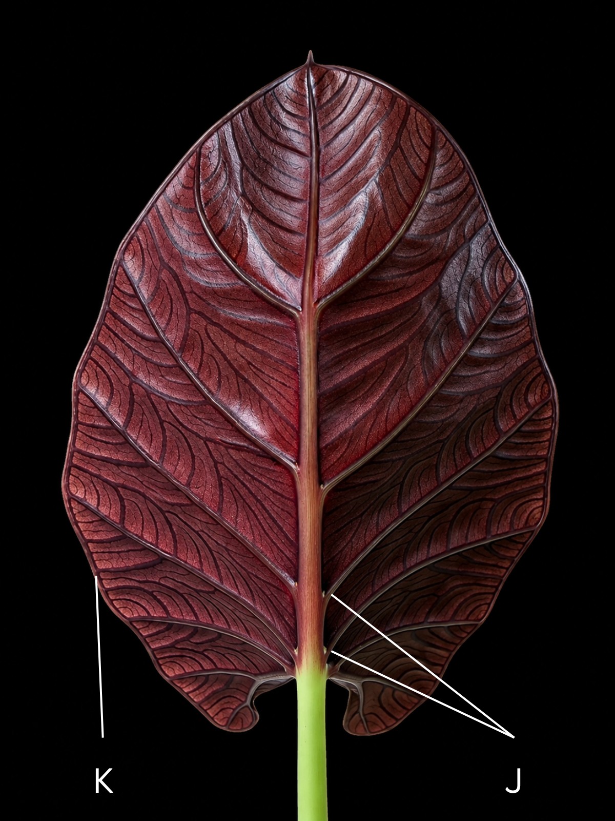 Abaxial surface of a red-backed Alocasia leaf with axillary glands and the intramarginal region marked