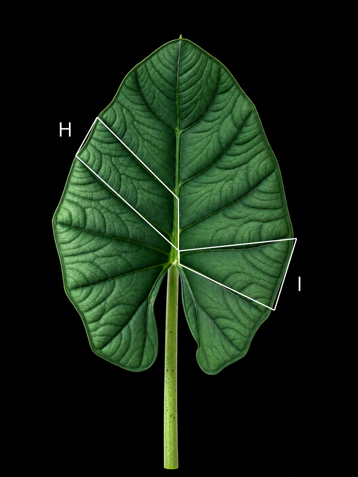 Alocasia leaf with two sectors outlined, one where an interprimary collective vein forms and one where it does not
