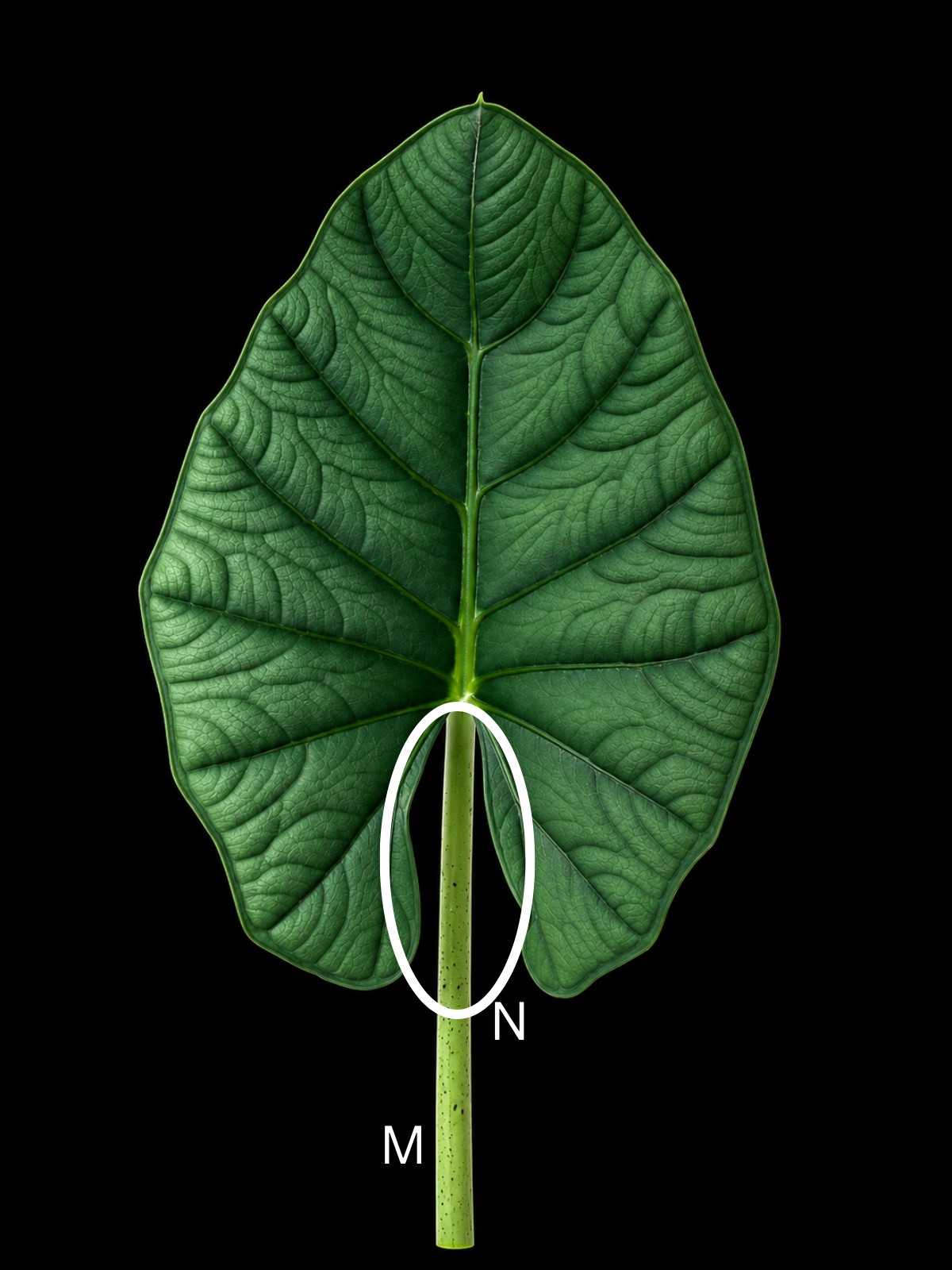 Alocasia leaf with the petiole and the sinus marked
