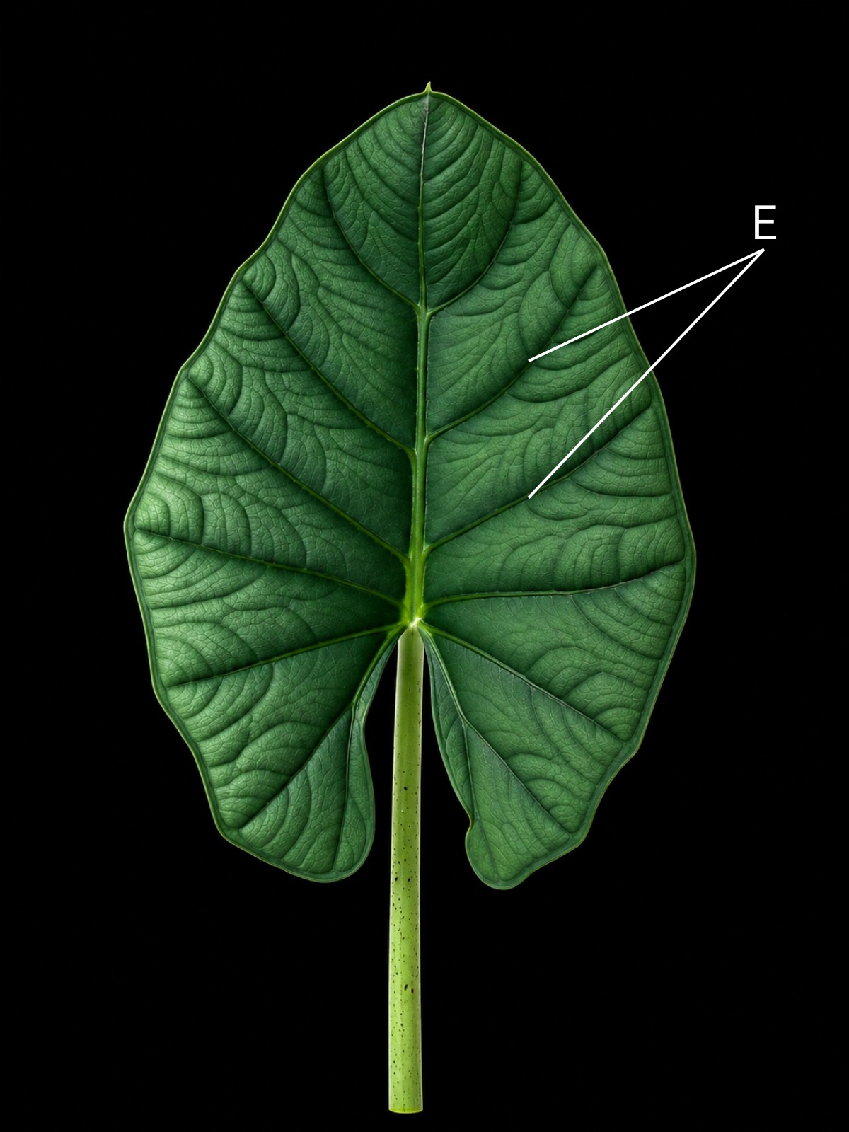 Alocasia leaf with two primary lateral veins marked E