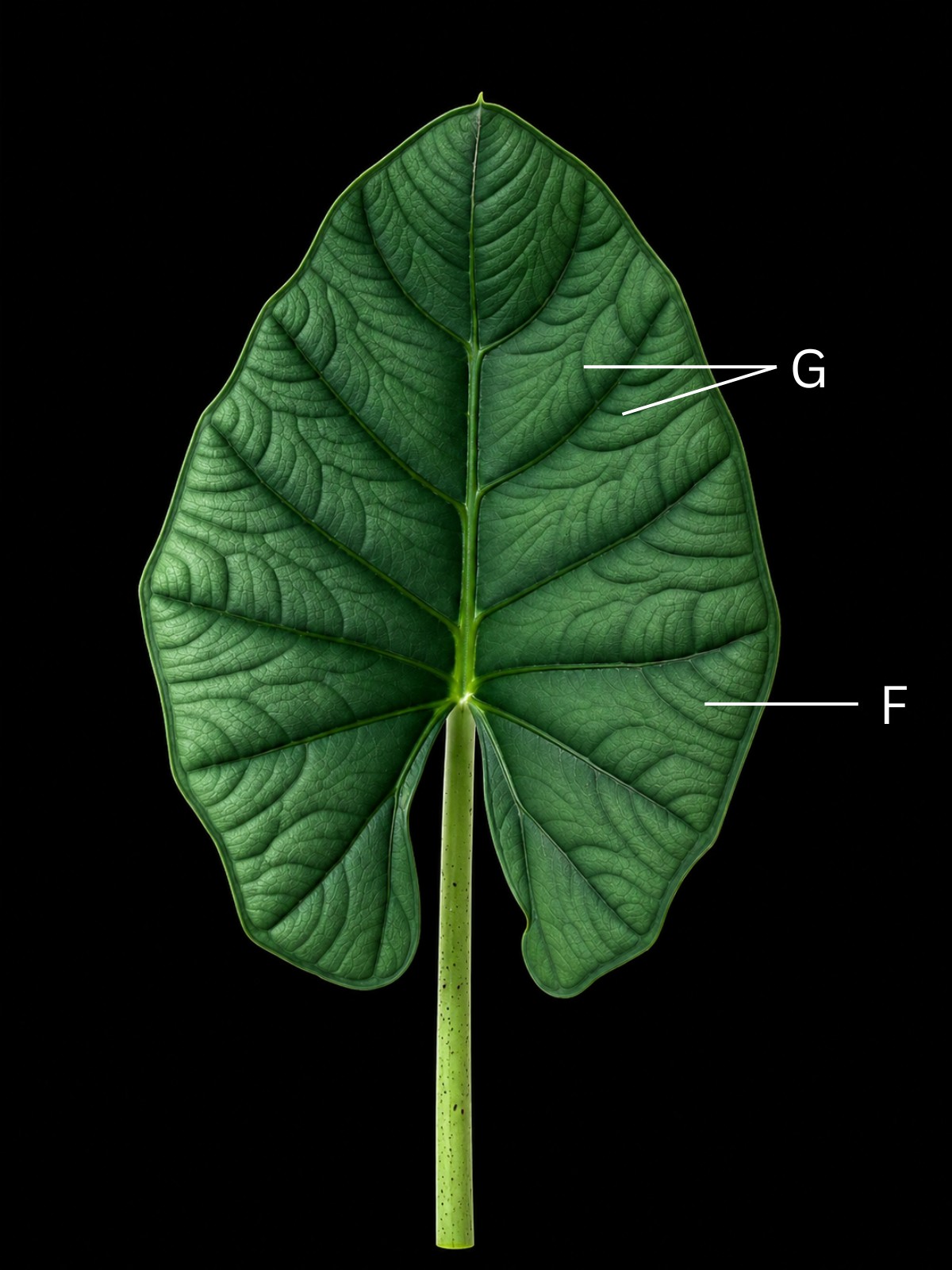 The same leaf with a subsidiary vein and two secondary veins marked