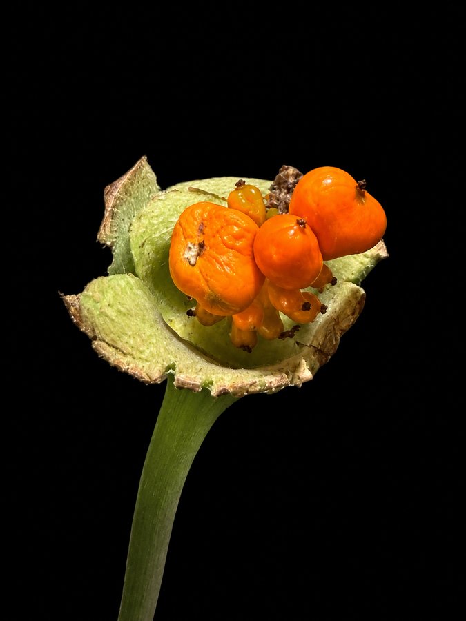Alocasia infructescence with ripe orange berries and the spathe split back