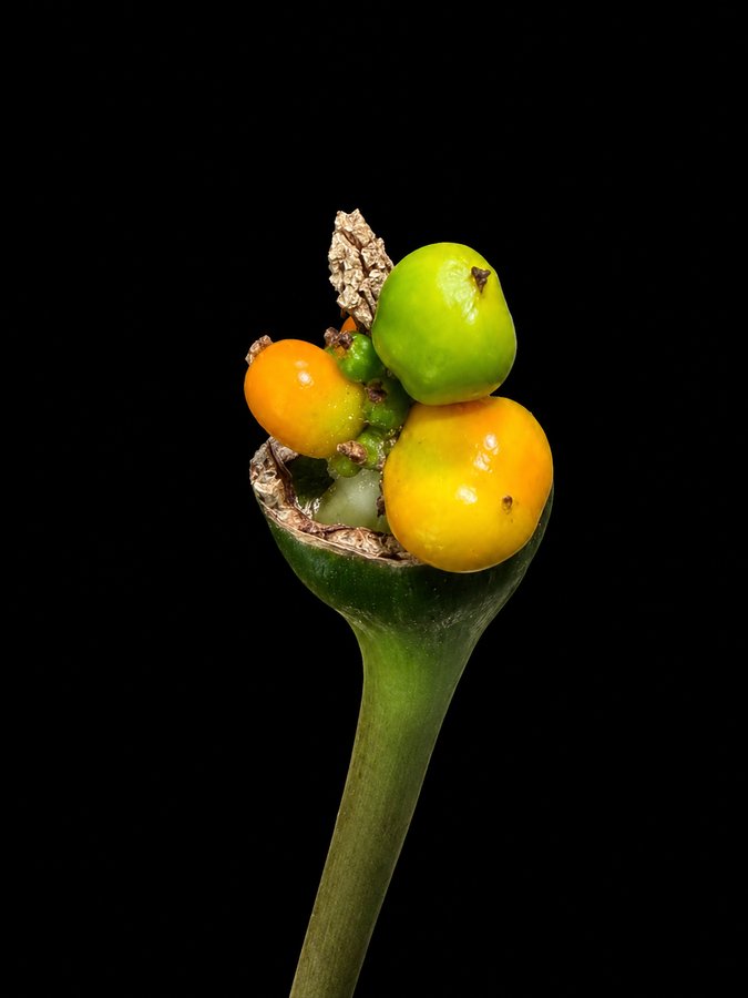 Alocasia berries ripening unevenly from green through yellow to orange