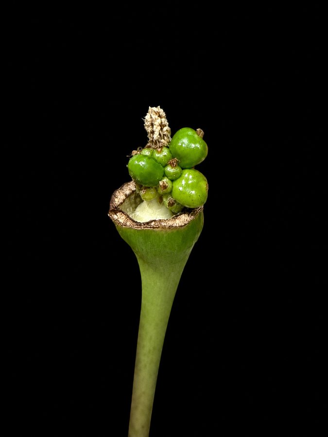 Alocasia infructescence with swollen green berries