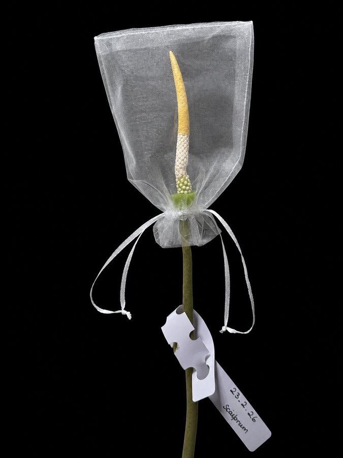 Pollinated Alocasia inflorescence sleeved in an organza bag