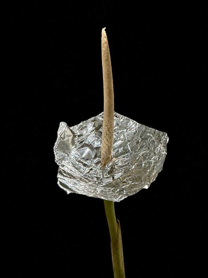 Aluminium tray positioned to catch Alocasia pollen as it is shed