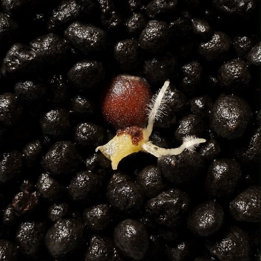 Germinated Alocasia seed with first root and shoot