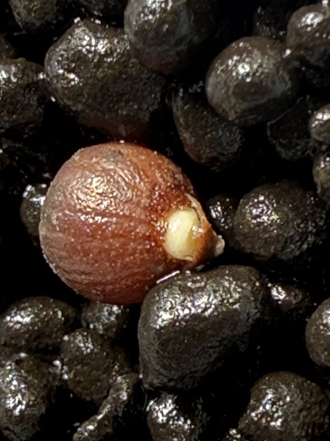 Alocasia seed germinating