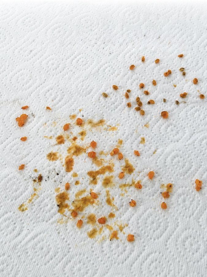 Cleaned Alocasia seeds beside the berry pulp removed from them