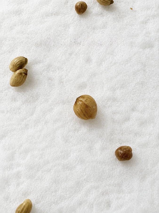 Close view of cleaned Alocasia seeds