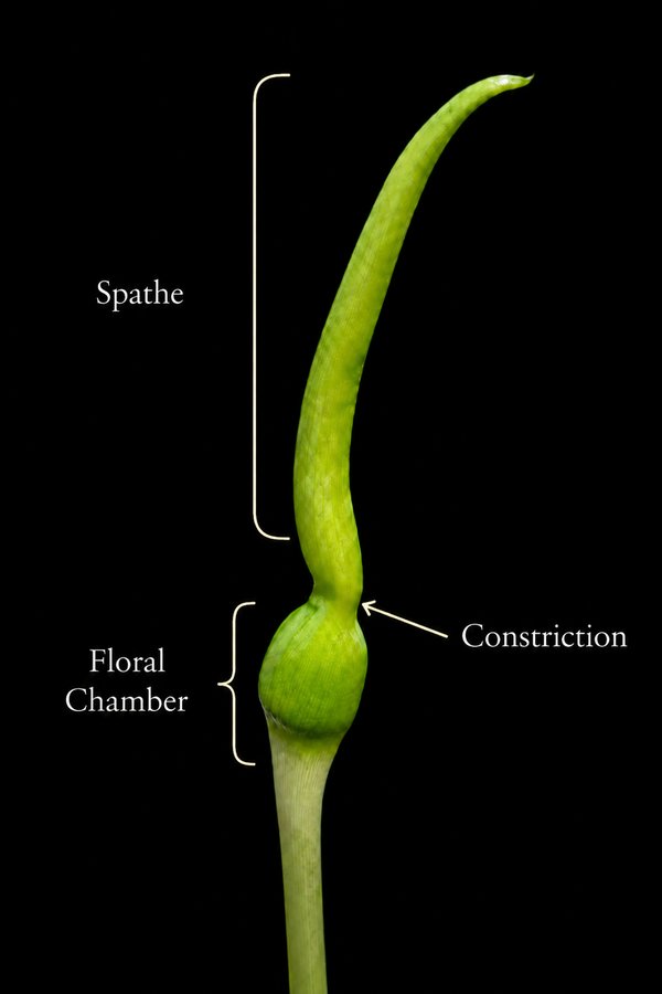 Alocasia inflorescence showing the spathe constriction above the floral chamber