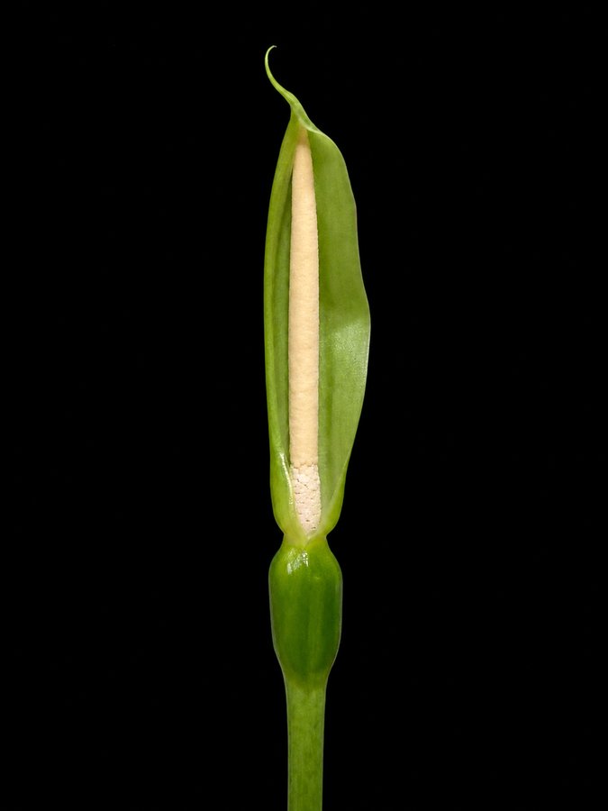 Alocasia inflorescence with the spathe limb open