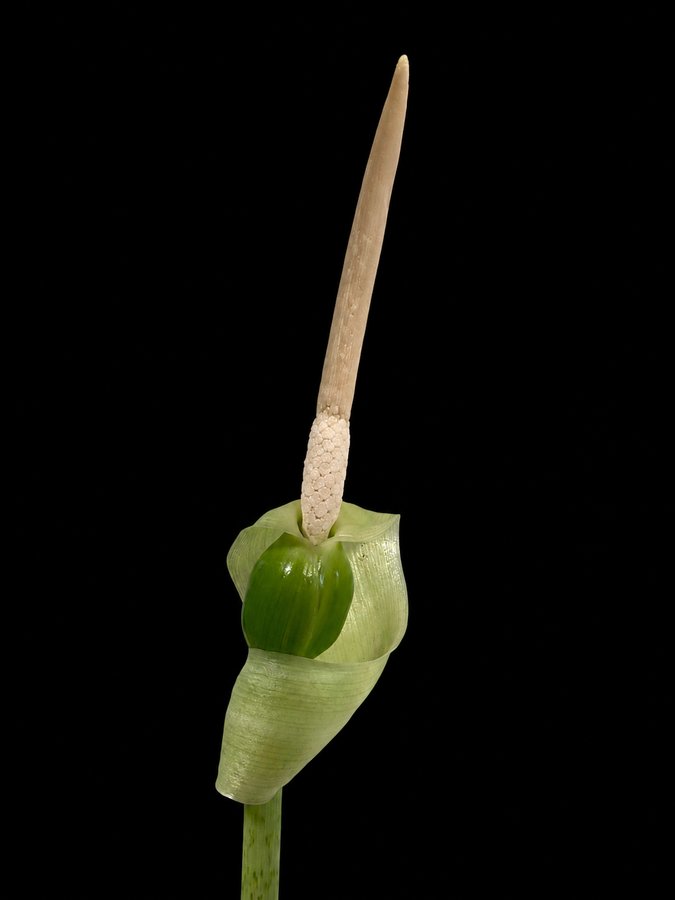 Alocasia inflorescence with the spathe open and relaxed