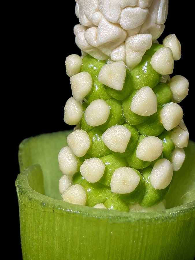Close view of white Alocasia stigmas on green ovaries