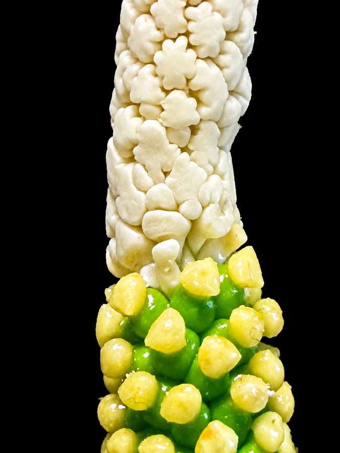 Close view of synandria, synandrodes and ovaries on an Alocasia spadix