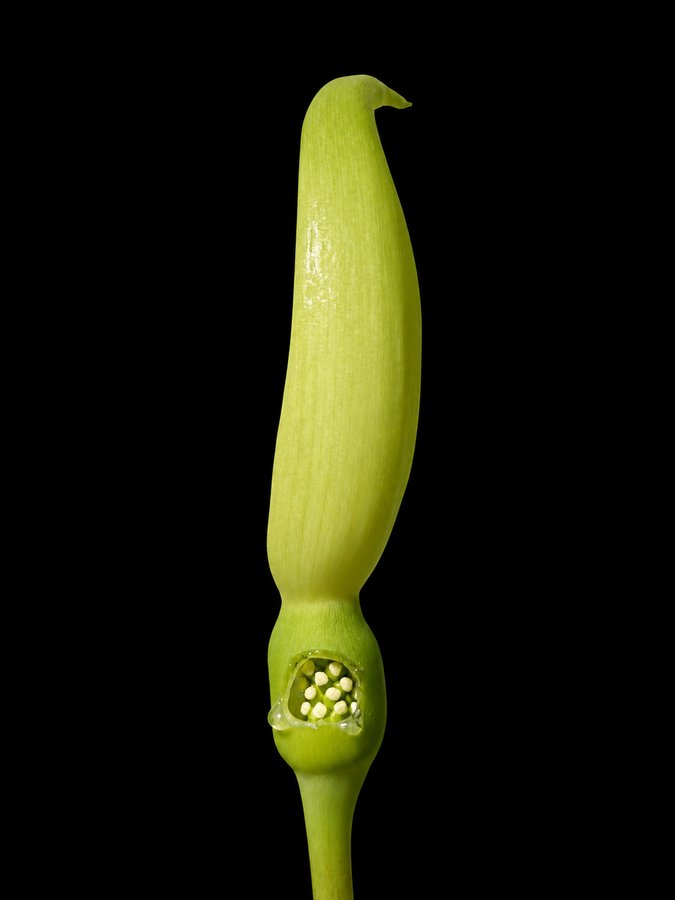 Alocasia inflorescence with a square window cut into the wall of the floral chamber