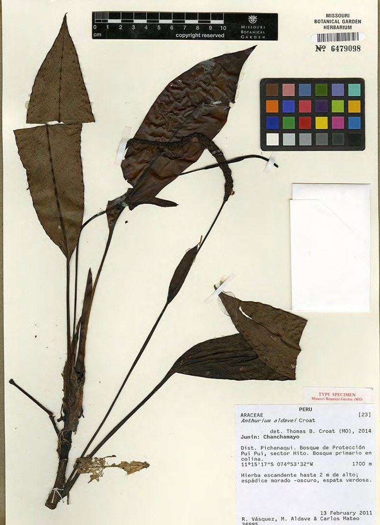 A herbarium sheet: a pressed aroid with long narrow dark brown
              leaves and two slender spadices, mounted beside a printed
              collection label, a color reference chart and a centimeter
              scale