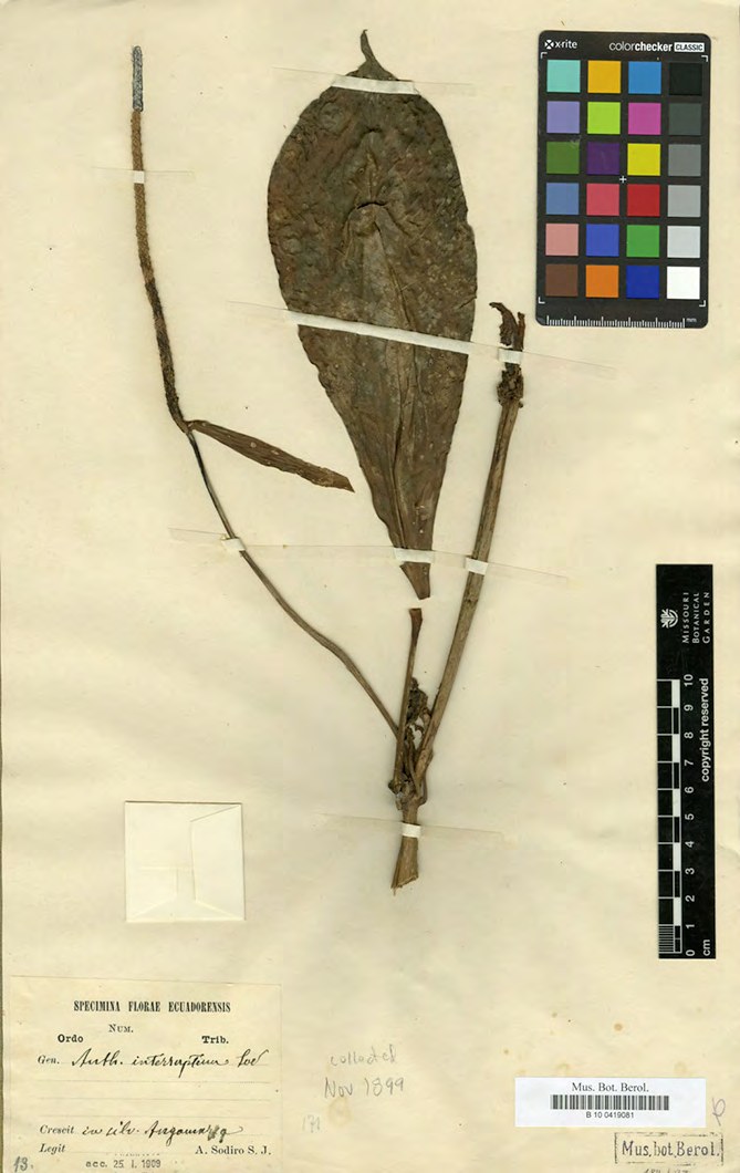 A herbarium sheet: a pressed aroid with one broad dark
              blackish-brown leaf and a long slender spadix, beside a
              handwritten nineteenth-century label, a color checker chart
              and a centimeter scale