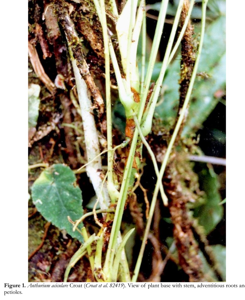 Photograph of the base of an Anthurium aciculare plant on a mossy trunk, showing the short stem, the bases of several petioles, and pale adventitious roots running away across the bark