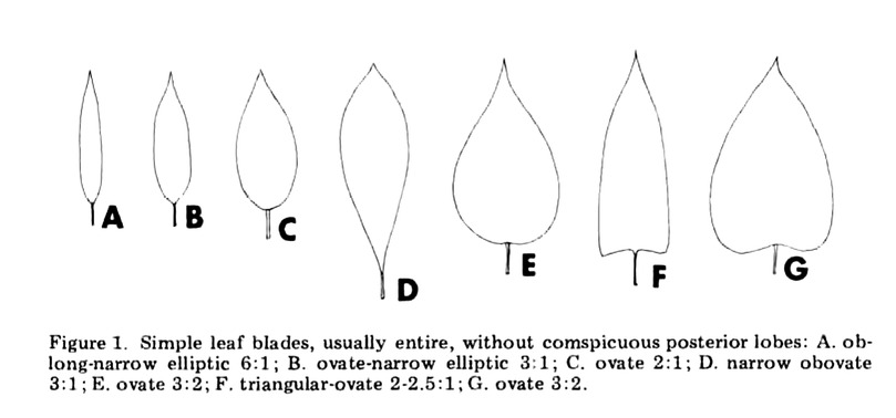 Croat and Bunting's lettered figure of seven simple Anthurium leaf blade outlines, each with its length-to-width ratio