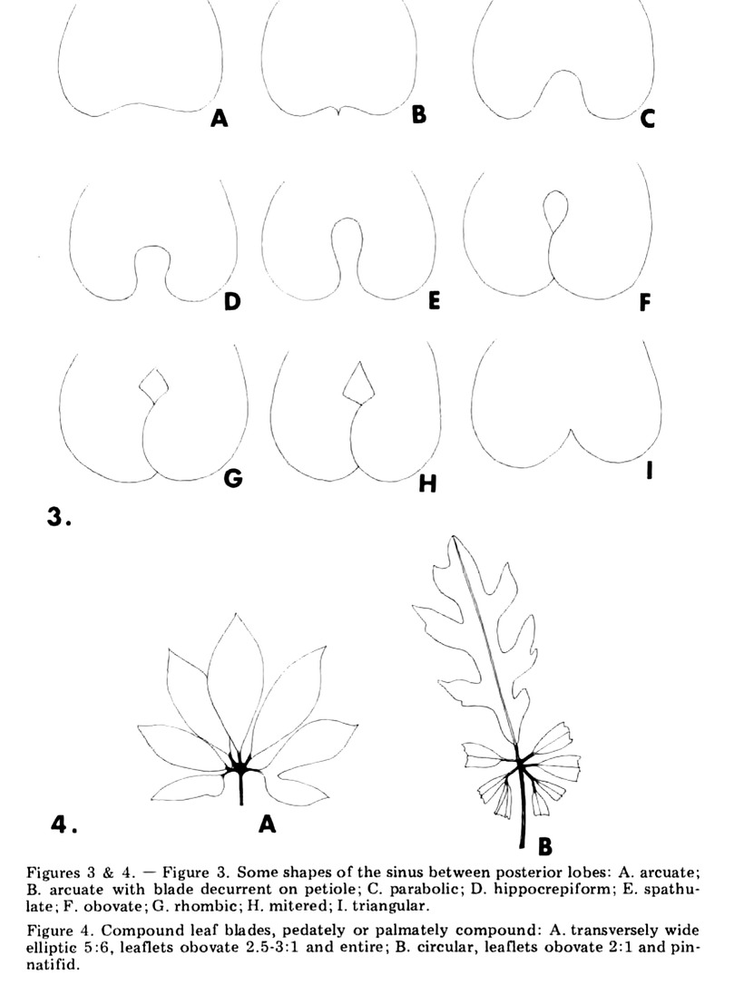 Croat and Bunting's figures of sinus shapes between posterior lobes, and of compound leaf blades
