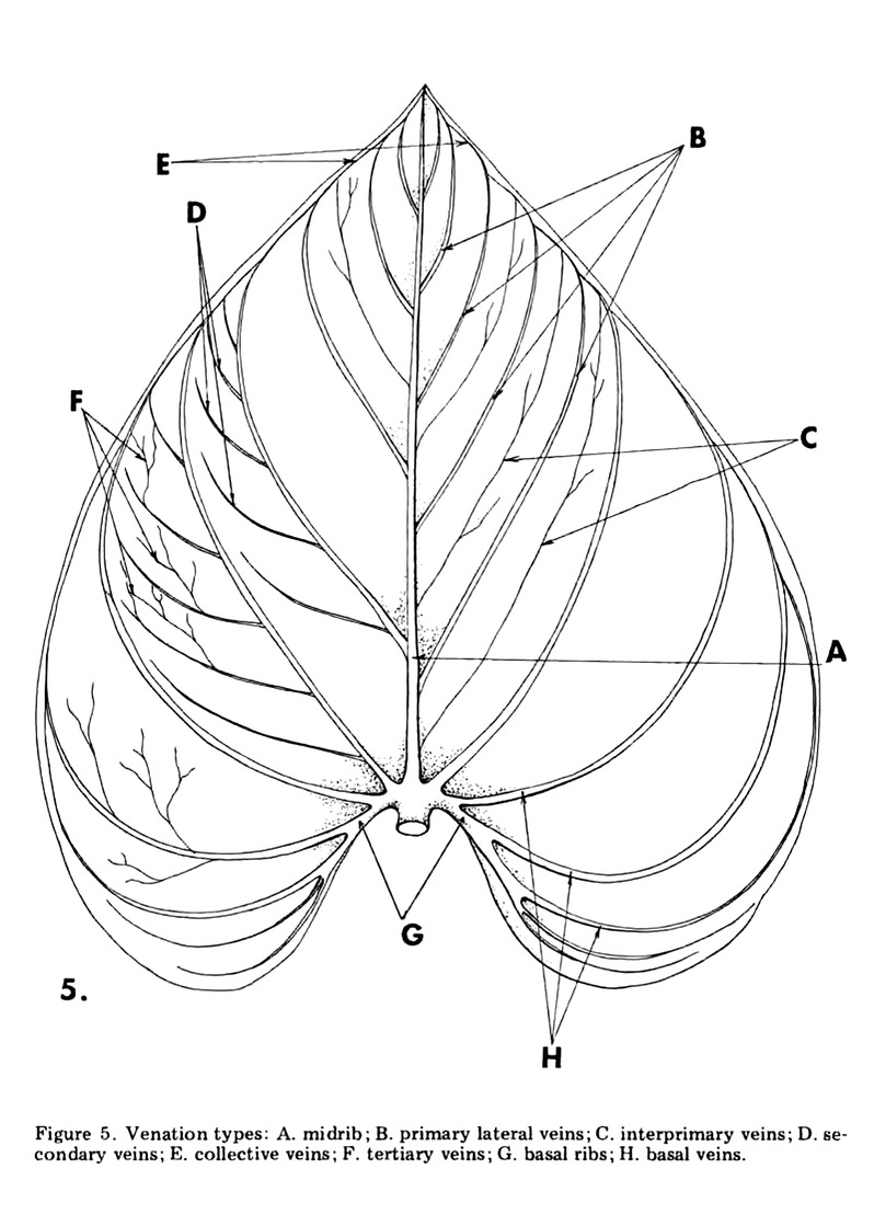 Croat and Bunting's lettered venation diagram on a blade with posterior lobes, marking midrib, primary lateral veins, interprimary veins, collective veins and basal ribs