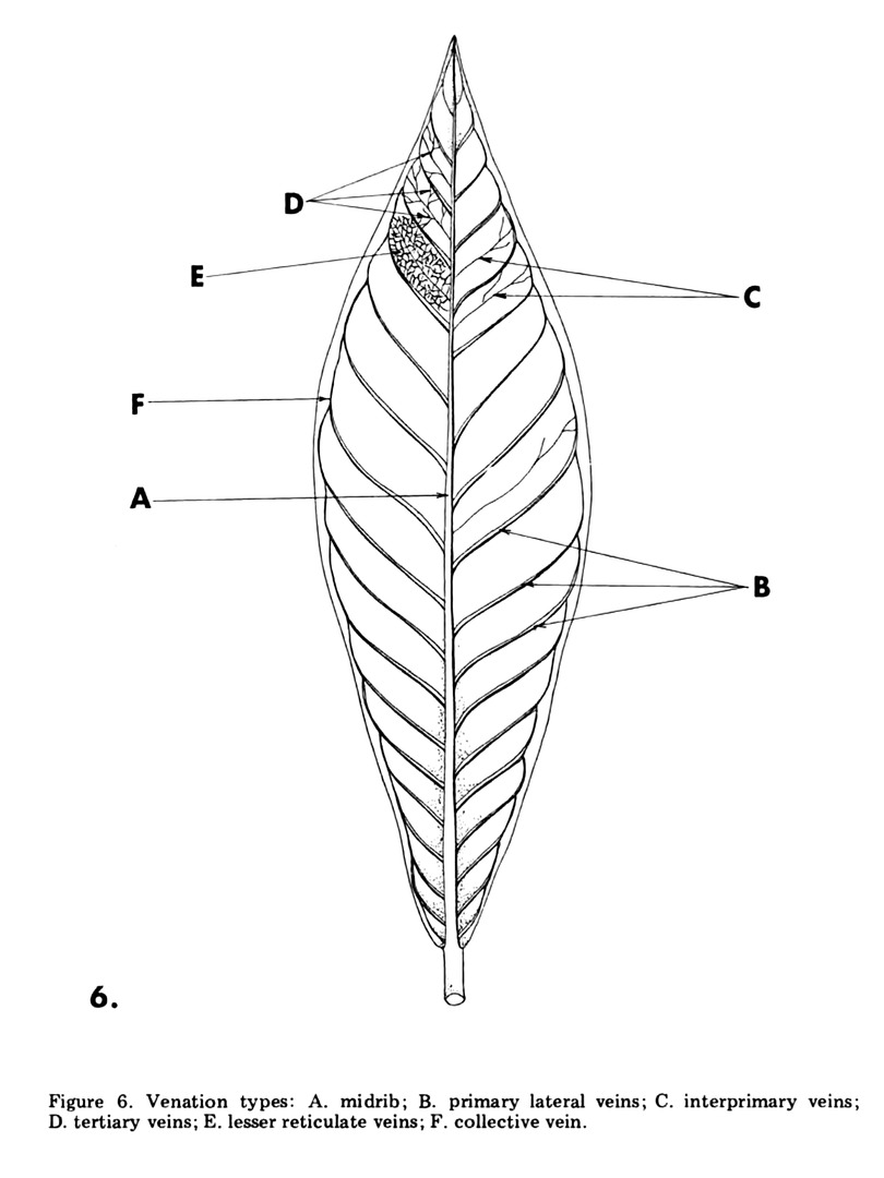 The same lettered venation categories drawn on a simple unlobed Anthurium blade