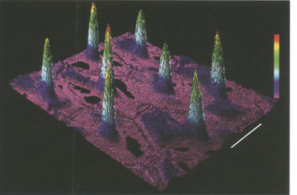 Confocal image showing peaks of focused light above a sheet of leaf epidermis, each peak corresponding to one cell