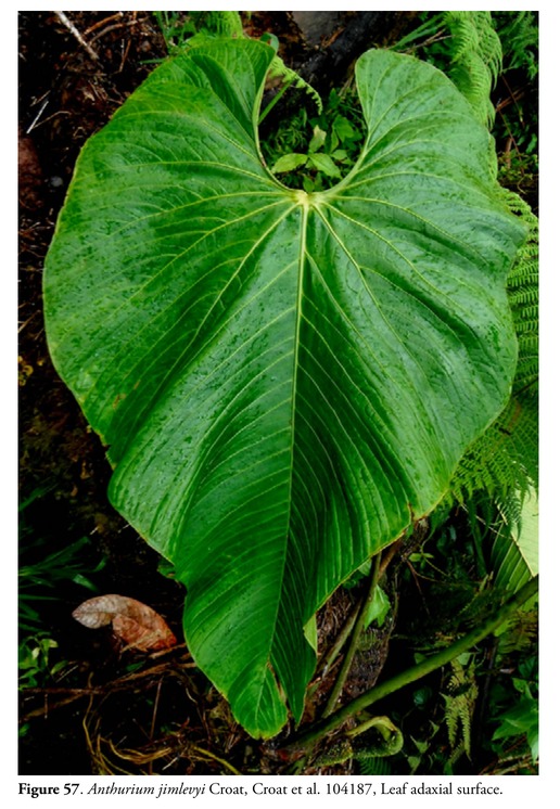 A living Anthurium jimlevyi leaf photographed from above in forest habitat, showing the matte upper surface and the collective vein running inside the margin