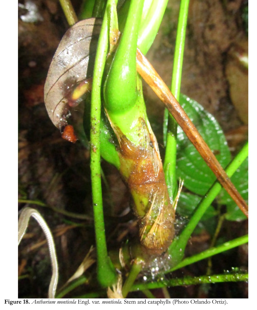 Close photograph of an Anthurium monticola stem, with a brown cataphyll breaking down into visible longitudinal fibres while clasping the stem, and an intact green one above it