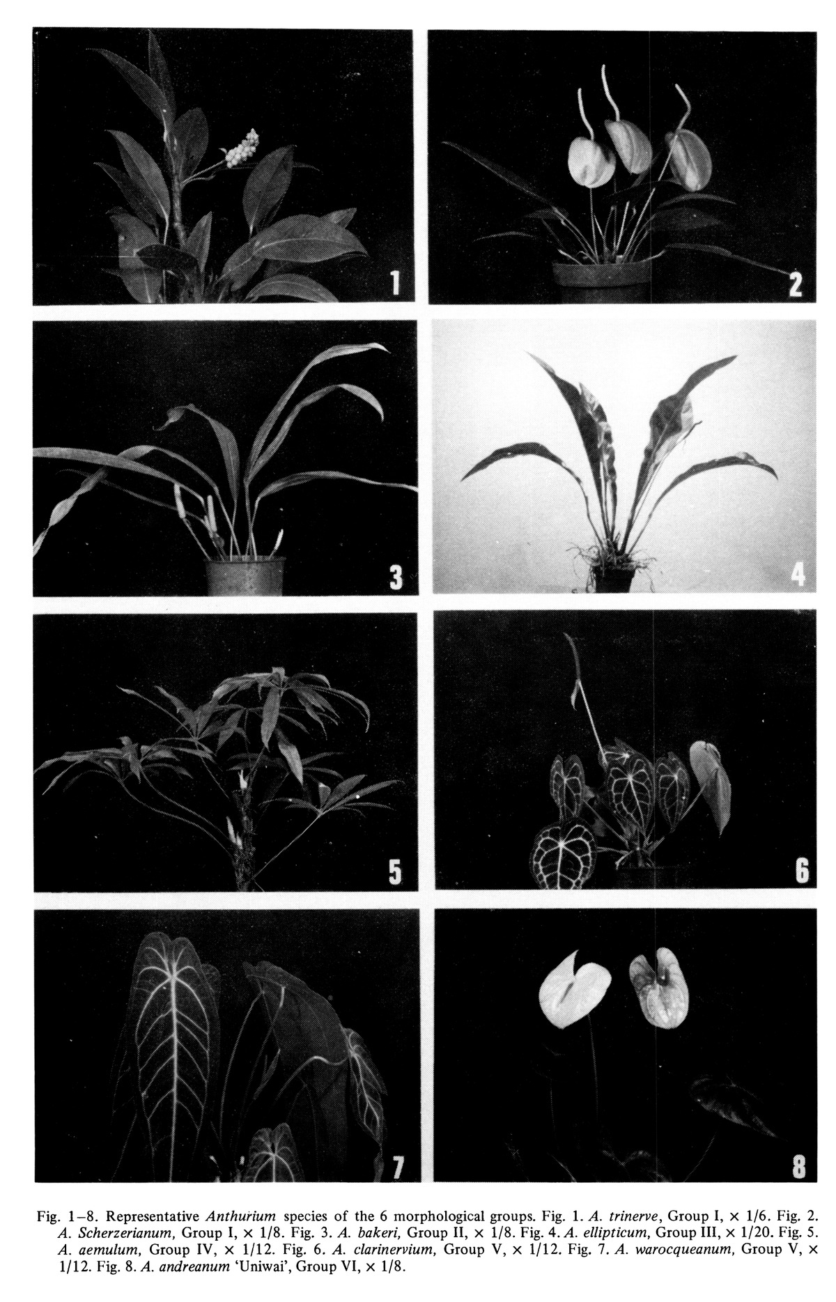 Eight photographs of whole Anthurium plants, numbered 1 to 8, illustrating representatives of six morphological groups