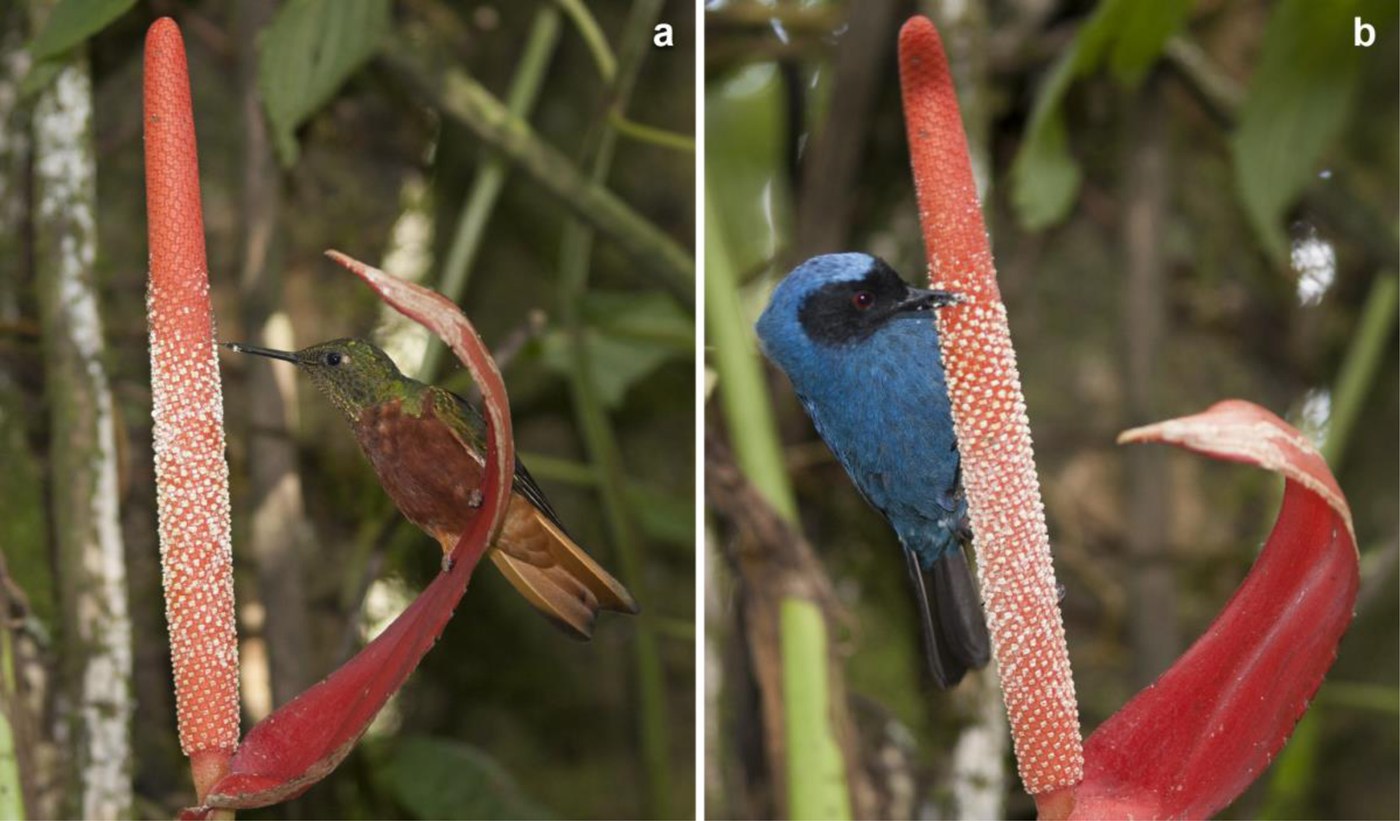 Hummingbird and flowerpiercer with bills at the pale band of an Anthurium spadix