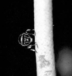 Low-resolution 2002 photograph of a euglossine bee on an Anthurium spadix