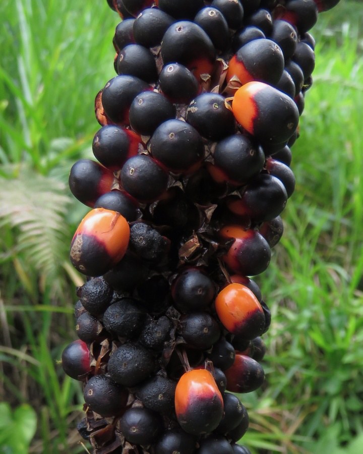 Anthurium berries pushed clear of the spadix, exposing bright orange flanks