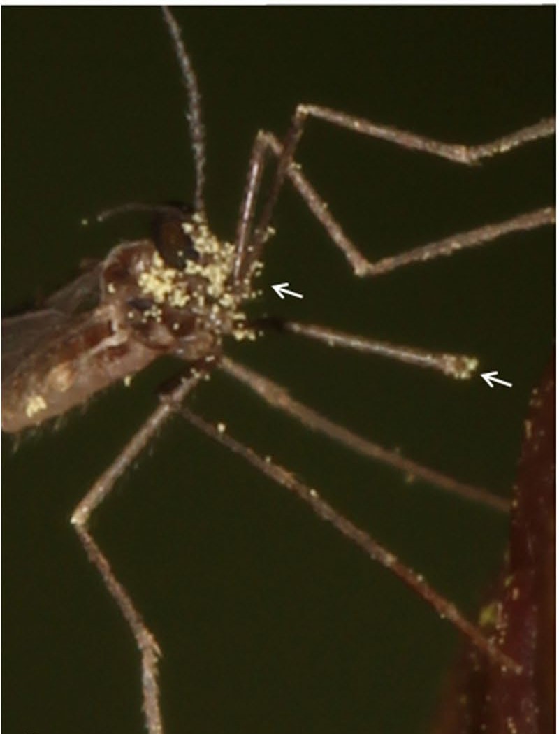 Gall midge carrying Anthurium pollen on head, thorax and legs