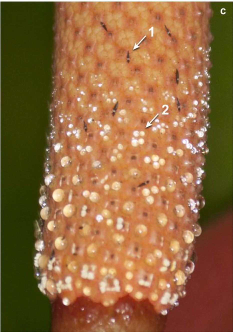 Close-up of an Anthurium spadix with emerged anthers above and shed pollen below