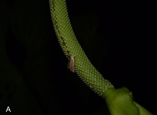 Erebid moth resting head-down on an Anthurium spadix at night
