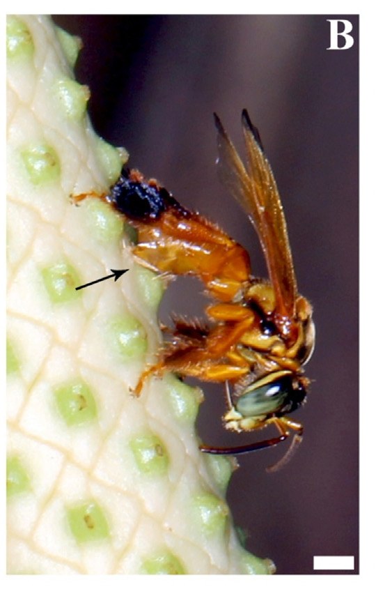 Male oil bee with its abdominal brush against an Anthurium stigma