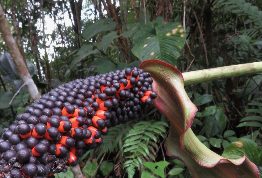 Whole pendent Anthurium infructescence with persistent spathe