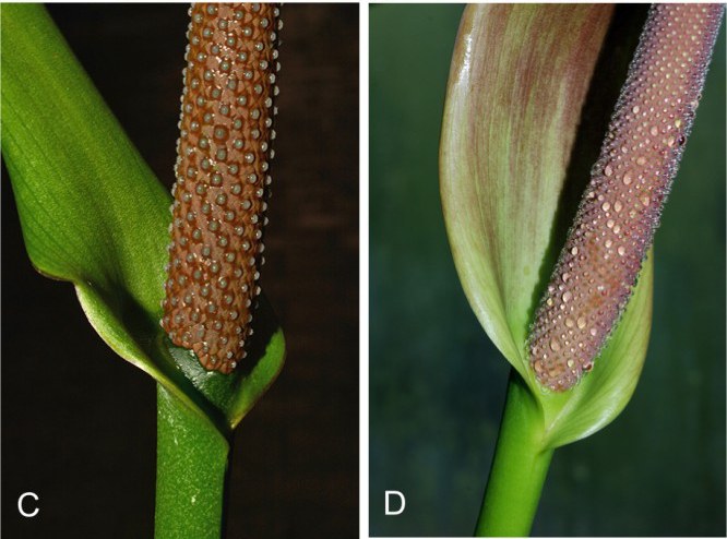 Two Anthurium spadices with a droplet of secretion on every flower