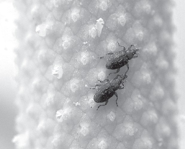 Two Cyclanthura weevils on a male-phase Anthurium spadix among shed pollen
