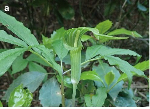 A woodland plant photographed among low green undergrowth. A single pale green hooded inflorescence, striped lengthwise, stands on a smooth stem beneath a spreading whorl of pointed leaflets