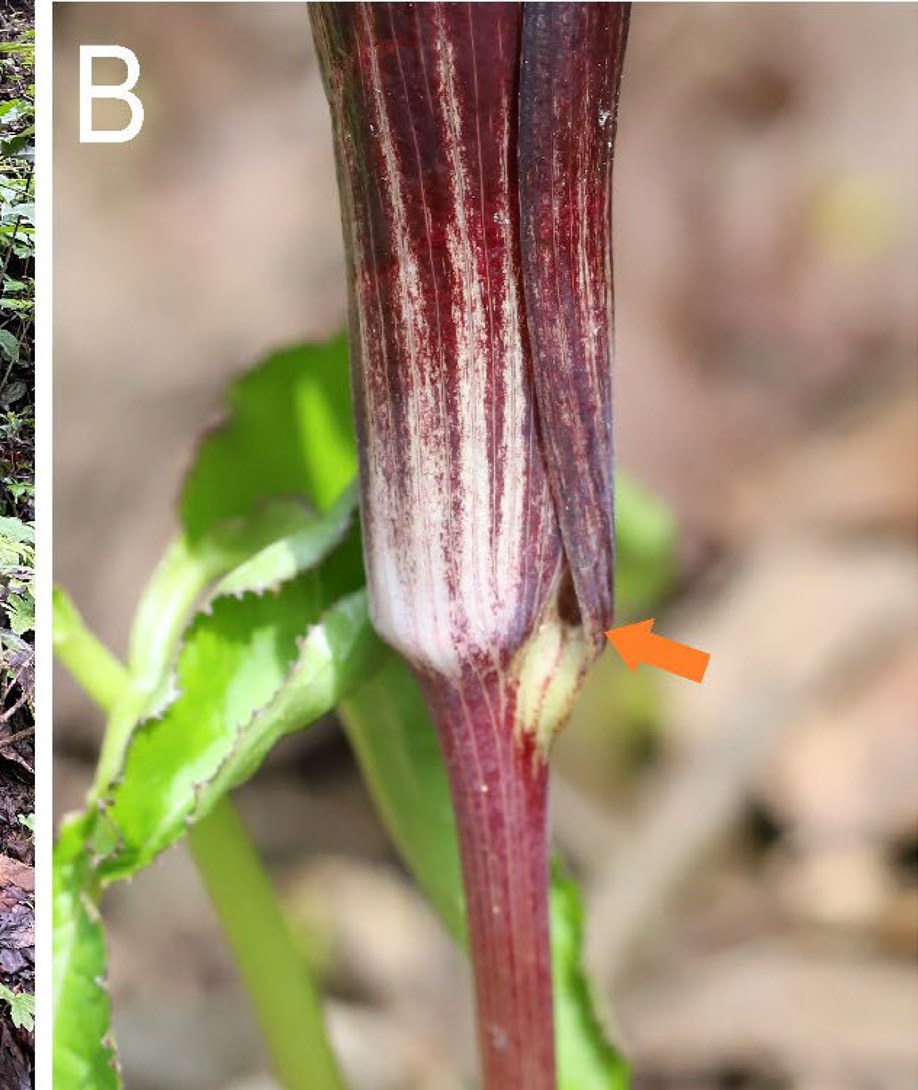 A colour close-up of the base of a deep maroon and white striped spathe tube. An orange arrow points to a small pale gap where the two rolled edges of the spathe separate near the bottom