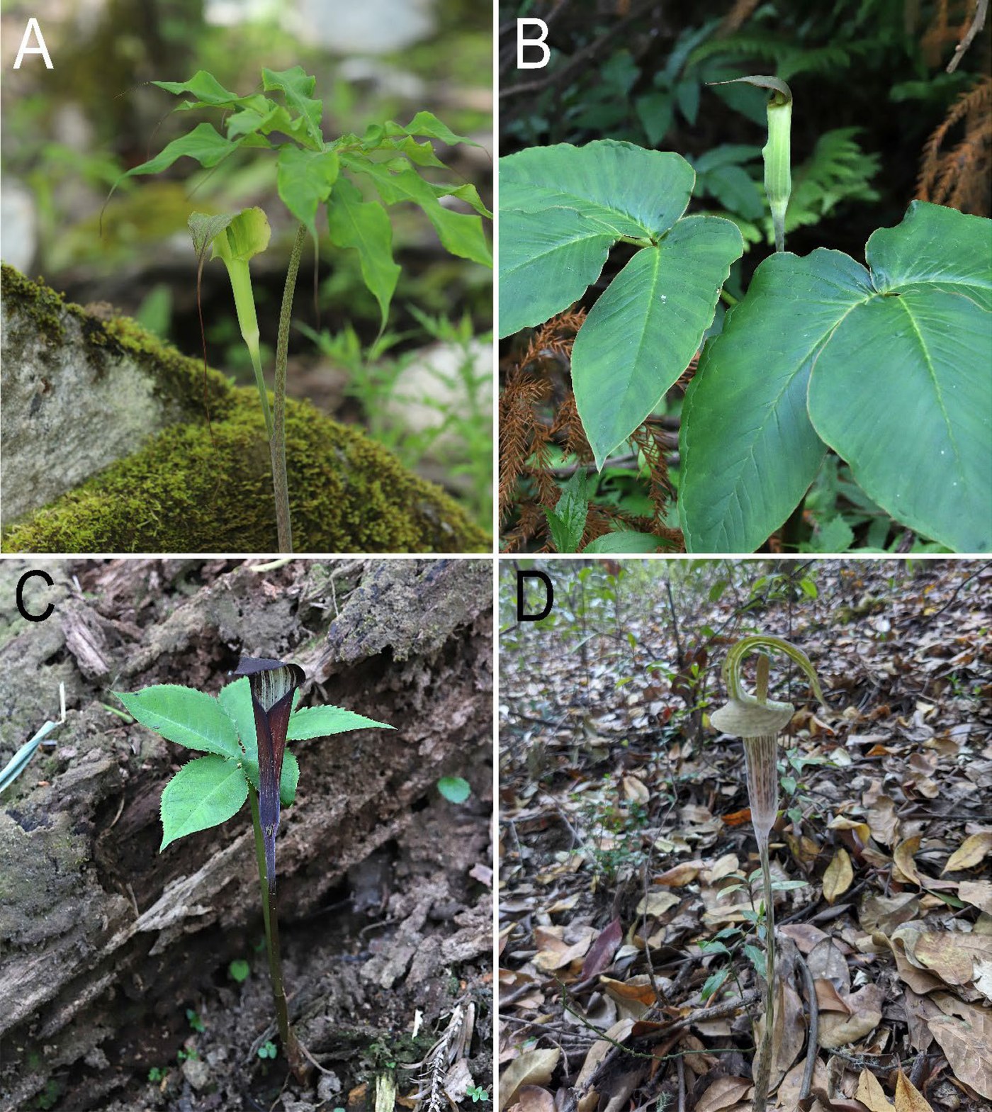 Four photographs of woodland plants, each with a single hooded inflorescence on an upright stem. They differ sharply: one green and slender, one dark maroon with pale stripes, one squat and mottled, one long-hooded with a drawn-out tip